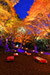 京都　八瀬の小径　紅葉　ライトアップ