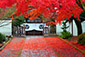 京都　養源院　紅葉