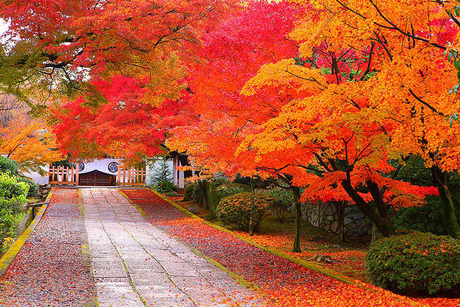 養源院 紅葉