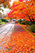 京都　養源院の秋　紅葉　見頃　時期