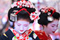 京都　梅花祭　上七軒　舞妓