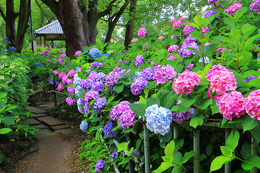 藤森神社　紫陽花　写真