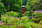 岩船寺の紫陽花