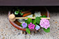祇園　紫陽花
