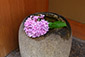 京都　祇園　紫陽花