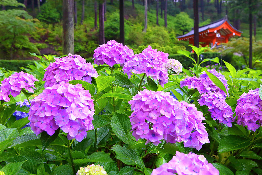 三室戸寺 紫陽花