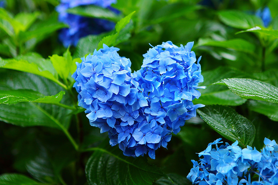 三室戸寺 紫陽花