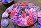 三室戸寺の夏　紫陽花