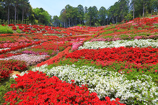 �O���ˎ��@�v���Ă��@�摜