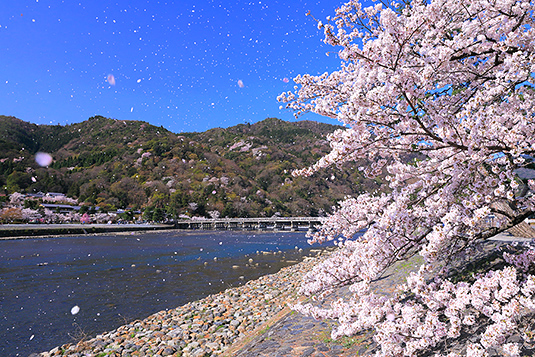 嵐山　桜　写真