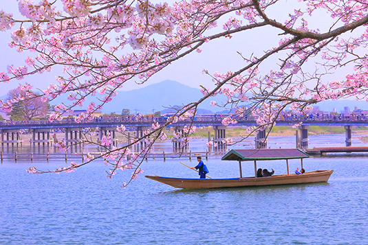 嵐山　桜　屋形船