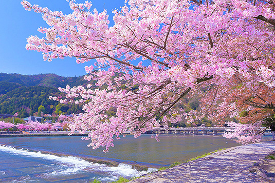 嵐山　桜　画像