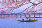 嵐山　屋形船　桜