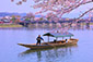 嵐山屋形船　桜