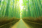 嵐山　竹林　写真