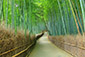 嵐山　竹林　画像