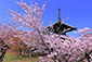 清涼寺　桜