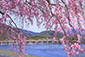 京都嵐山　桜