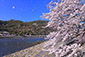 嵐山　桜　写真家
