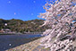 京都　嵐山　桜　カメラマン