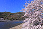 嵐山 　渡月橋　桜吹雪