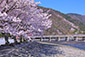 京都　嵐山桜