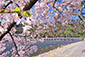 嵐山の桜写真