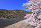 嵐山　桂川　桜　画像