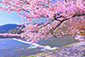 嵐山　渡月橋　桜　高画質画像