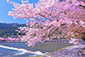 嵐山　桜　高画質写真