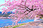 嵐山　桜　高画質　画像