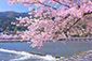 嵐山の桜写真