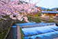 京都　嵐山　桜　あらしやま