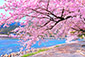 嵐山　桜　写真