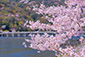 渡月橋　桜　写真　画像