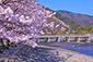 嵐山　渡月橋　桜　時期　見頃