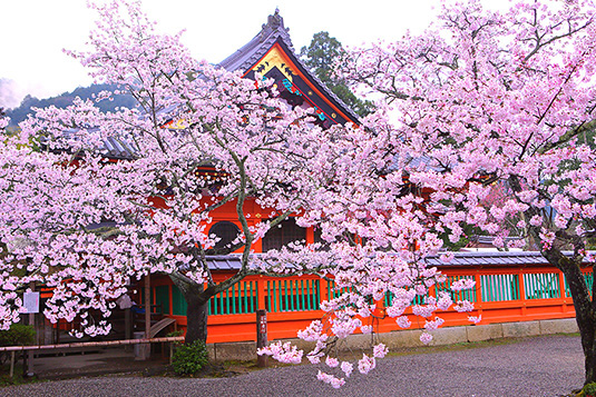 毘沙門堂　桜　写真