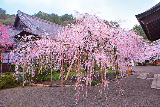 �����哰�@���@���掿�摜