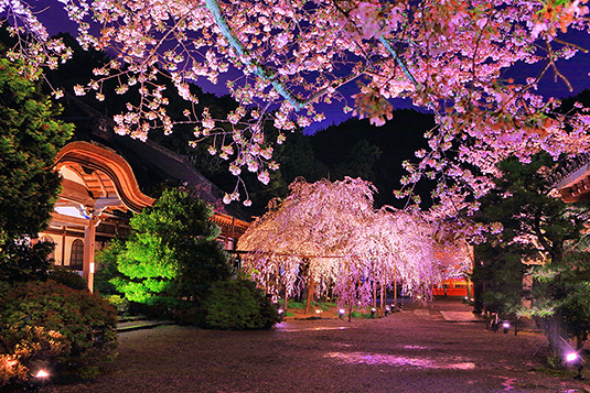 �����哰�@���@���掿�摜