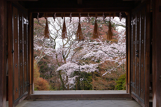 �����哰�@�t�@�ʐ^