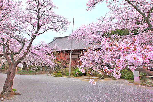 ���s�@�����哰�@��