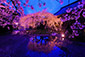 毘沙門堂の桜写真