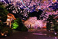 京都　毘沙門堂の桜