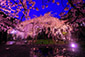 京都　毘沙門堂　桜