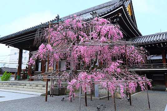 �Ō����@���@�摜