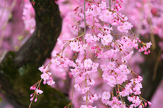 �Ō����̍�