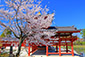 京都　平等院鳳凰堂　桜　画像