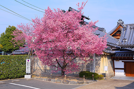 長徳寺　桜