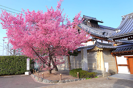 長徳寺　桜　画像