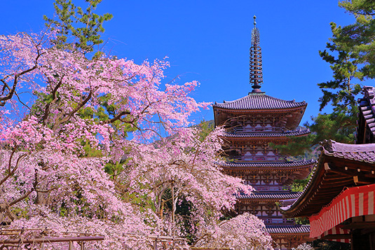 醍醐寺　桜　画像